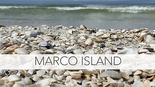 Florida virtual shelling. Marco Island beachcombing and shell collecting.