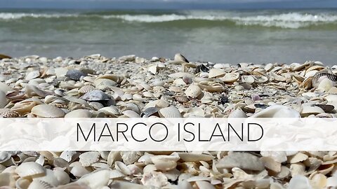 Florida virtual shelling. Marco Island beachcombing and shell collecting.