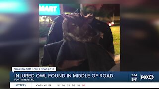 Lee County Deputy rescues owl
