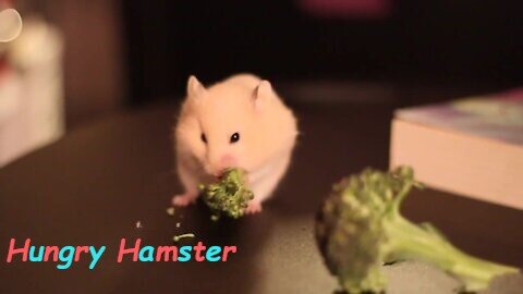 Cute hamster with a voracious appetite