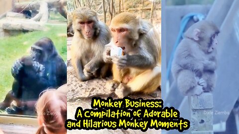 Monkey Business: A Compilation of Adorable and Hilarious Monkey Moments