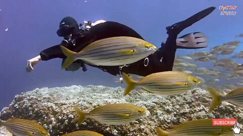 Fish video . 4K- The most beautiful coral reefs and undersea creature on earth . amazing fish , मछली