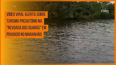 Vídeo viral alerta sobre turismo predatório na "revoada dos guarás" em povoado no Maranhão