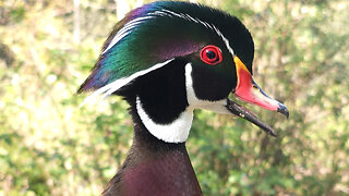 Super Happy Wood Ducks And Call Sounds