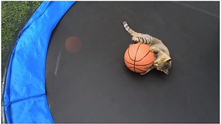 Talented Cat Plays Basketball On A Trampoline
