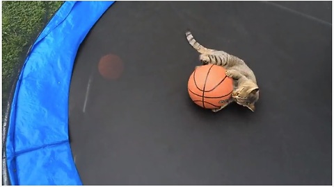 Talented Cat Plays Basketball On A Trampoline