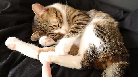 Cat Wants to Kick Me With His Bunny Feet