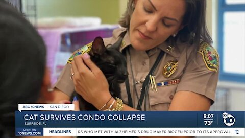 Cat missing in Surfside condo collapse found alive