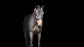 Happy Horse Runs Around And Jumps Through Obstacle Course