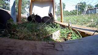 Rabbits eating weeds i n the sun