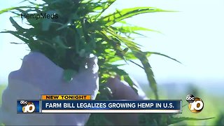 Farm Bill legalizes hemp growing in the United States