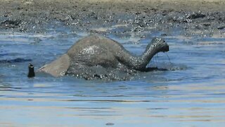 Playful baby elephant excited to dunk its own head under the water