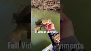 2lb Smallmouth Bass