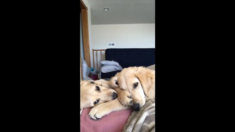 Sleepy golden retriever puppies