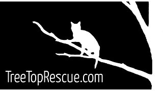 Rescuing Penny the cat from the top of a tree | TreeTopRescue