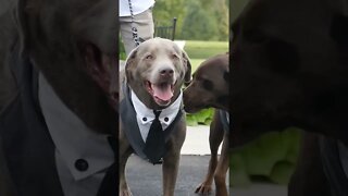 Wedding Dogs #shorts #dog #wedding