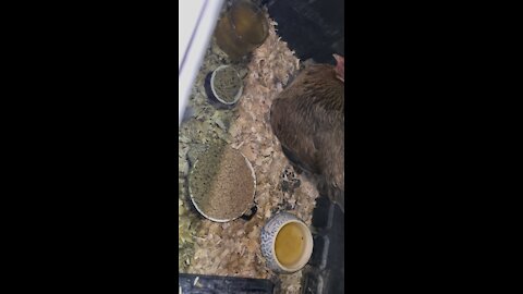More chick baby footage!