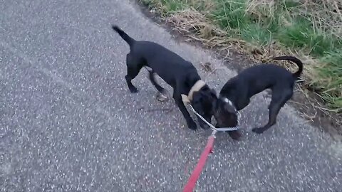 Showdown: SHOULD you let DOMINANT DOGS interact with eachother? Patterdale Vs. German Jagd terriers