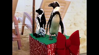 ADOPT A PENGUIN! Program at OdySea back for a second year - ABC15 Digital