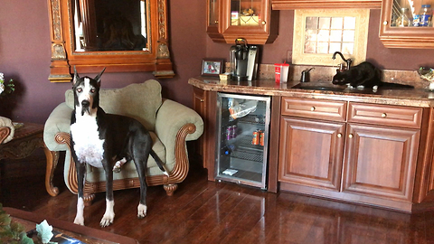 Great Dane Watches Cats Sink Drink