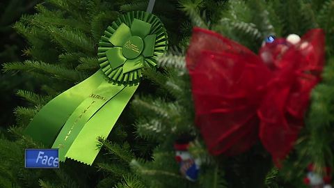 Tree contests to determine White House Christmas Tree