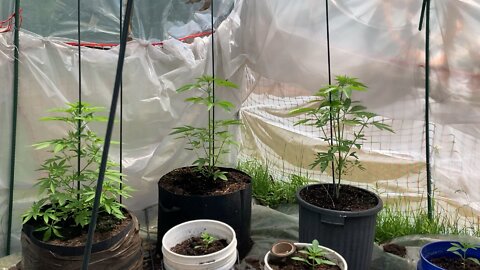 Doc Oz sucks, Dhp Greenhouse 6-1-2022, shortage, no weed & no seed