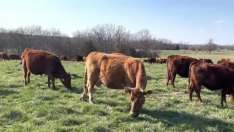 How to prevent runny stools on cows eating spring grass.