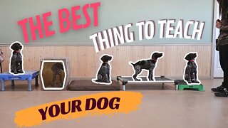How To Teach Your Dog To Go To A Place - Life Hack