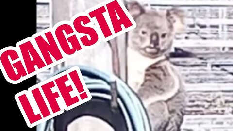 Koala Livin' the GANSTA Life! #koala #animals