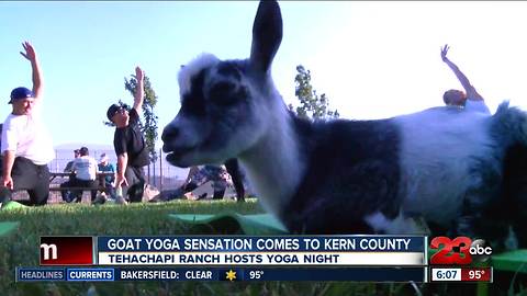 California Goat Yoga Takes Tehachapi