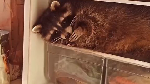 "Cheeky Raccoon's Fridge Raid: Adorable Foodie Adventure"#animal#fun#funny