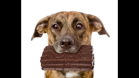 Chocolate can kill Dogs