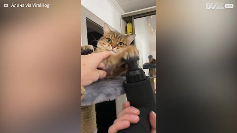 Gato fica hipnotizado com massageador