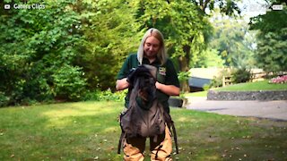 Orphaned wallaby adopted by human surrogate