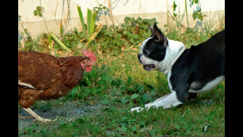 dog fights chicken and gets scared