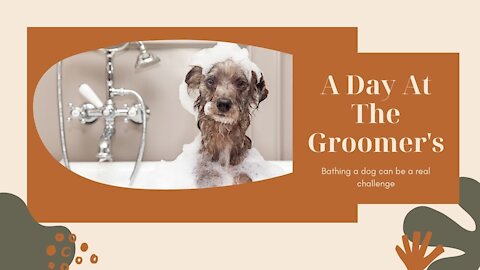 Bathing a dog can be a real challenge