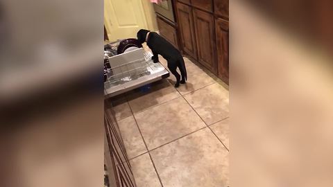 Puppy Crawls Into Dishwasher For Food