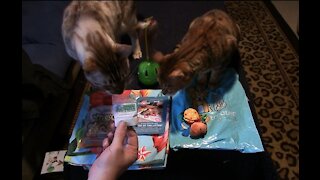 Pet Treater Monthly Mystery Bag for Cats Review - March 2020