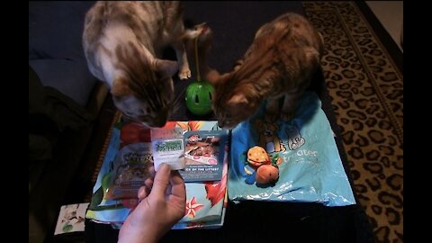 Pet Treater Monthly Mystery Bag for Cats Review - March 2020