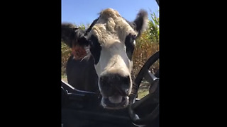 Farmer Scared By Protective Mama Cow