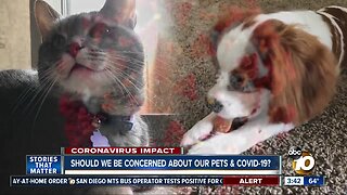 People infected with COVID-19 could possibly pose a danger to pets