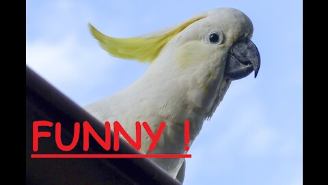 Funny Parrots and Cockatoo