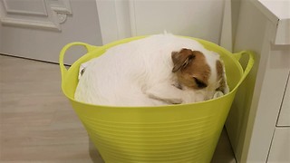The Jack Russell dog likes to sleep in the laundry basket