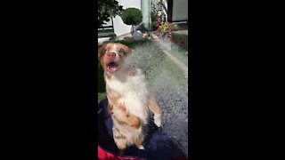 Dog Literally Can‘t Wait Until The Pool Is Full Of Water