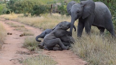 Playful baby elephants start wrestling match in the road