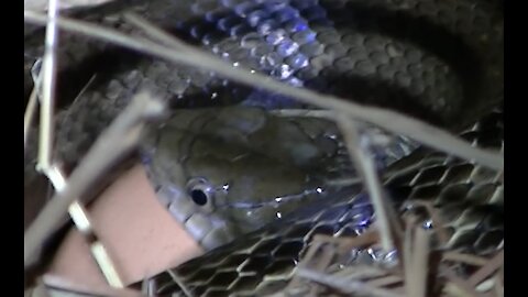 Snake in nesting box trying to eat chicken eggs