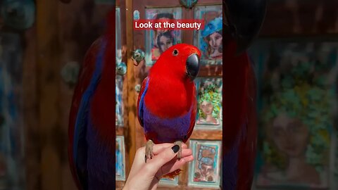 Female Eclectus Parrot 😍😍 l #shorts l #eclectusparrot l @BikisAviary