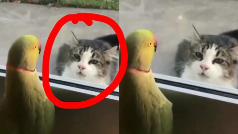 Cat’s Funny Expression When Jokes with a Parrot