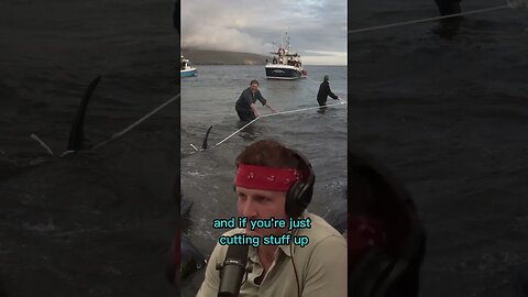 The old whale hunting tradition of the Faroe Islands - Joe Rogan & Sonny