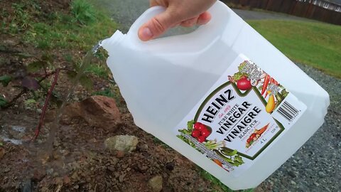 Use Vinegar on your Garden and Be Amazed What Happens